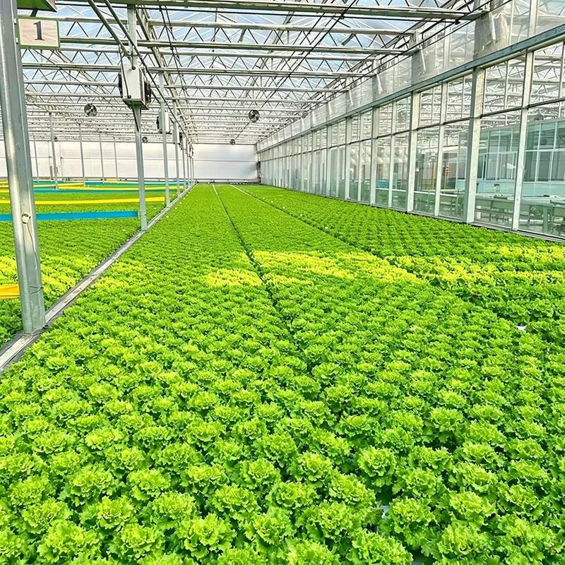 Rows of lettuce growing inside a steel framed greenhouse