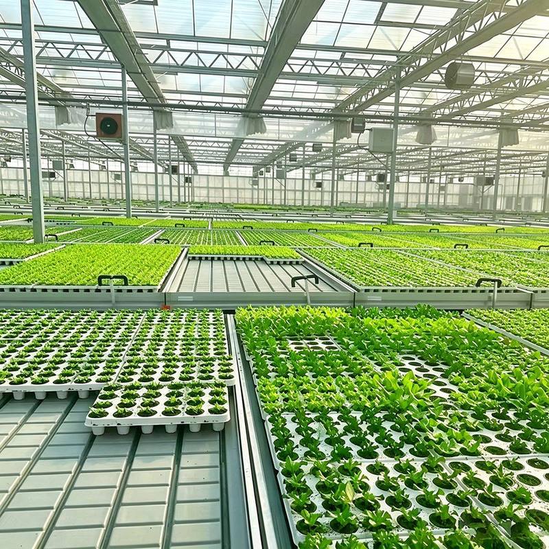 Seedling trays on benches inside a steel framed greenhouse