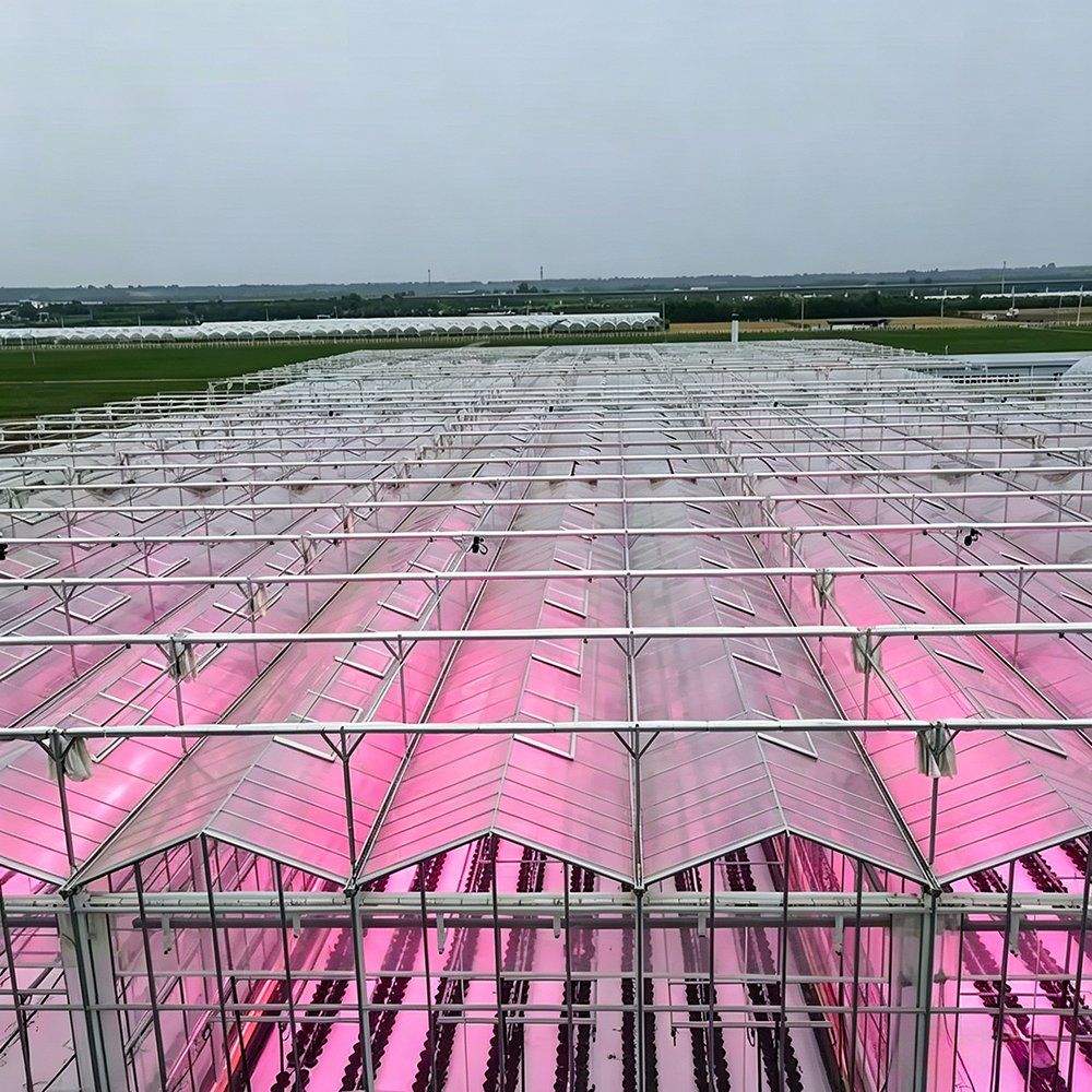 Interior roof of a greenhouse with a shading screen drawn across