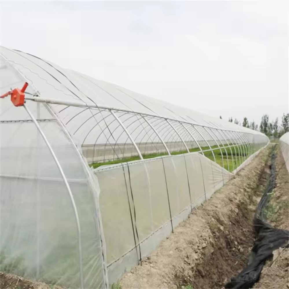 Greenhouse structure with a film cover running along a field