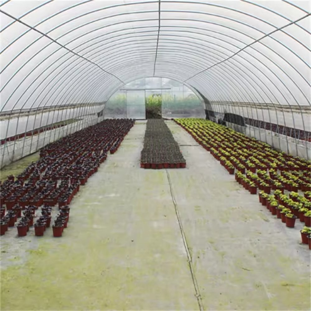 Trays of seedlings on benches inside a steel framed greenhouse