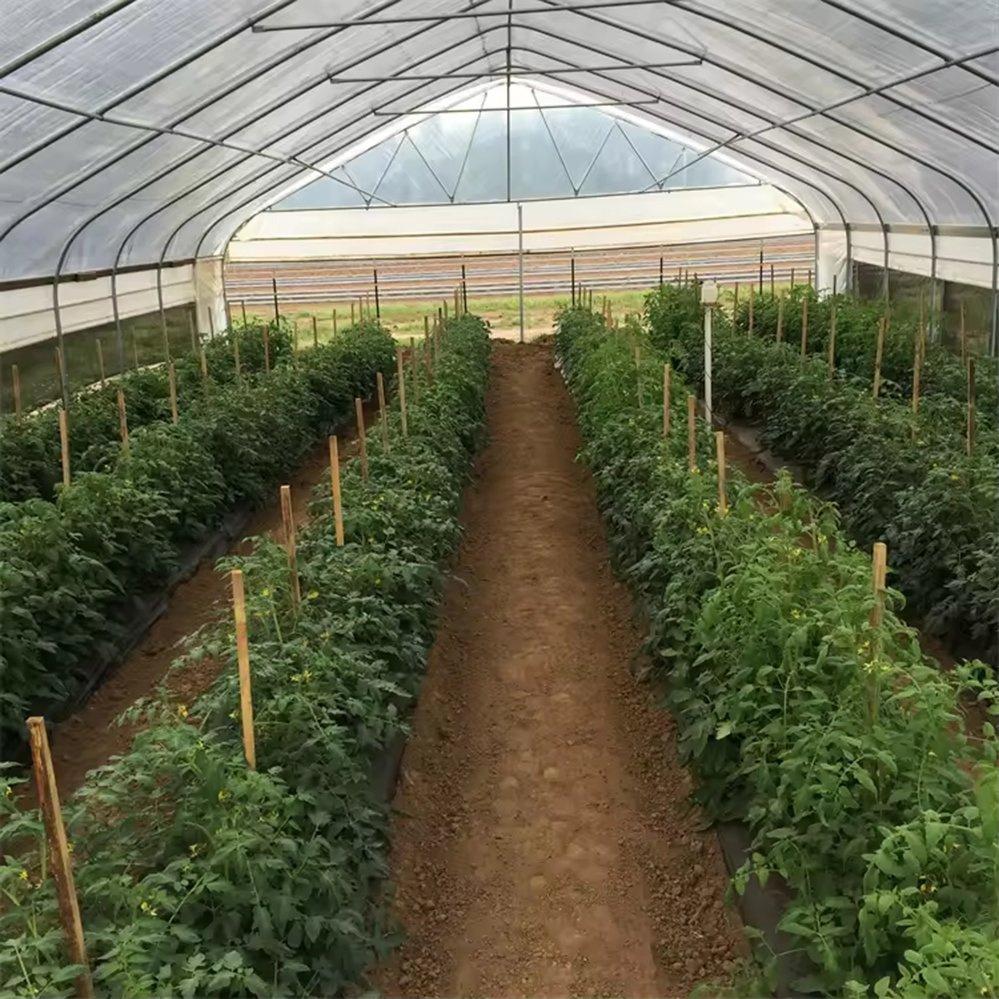 Crop rows growing inside a steel framed greenhouse structure