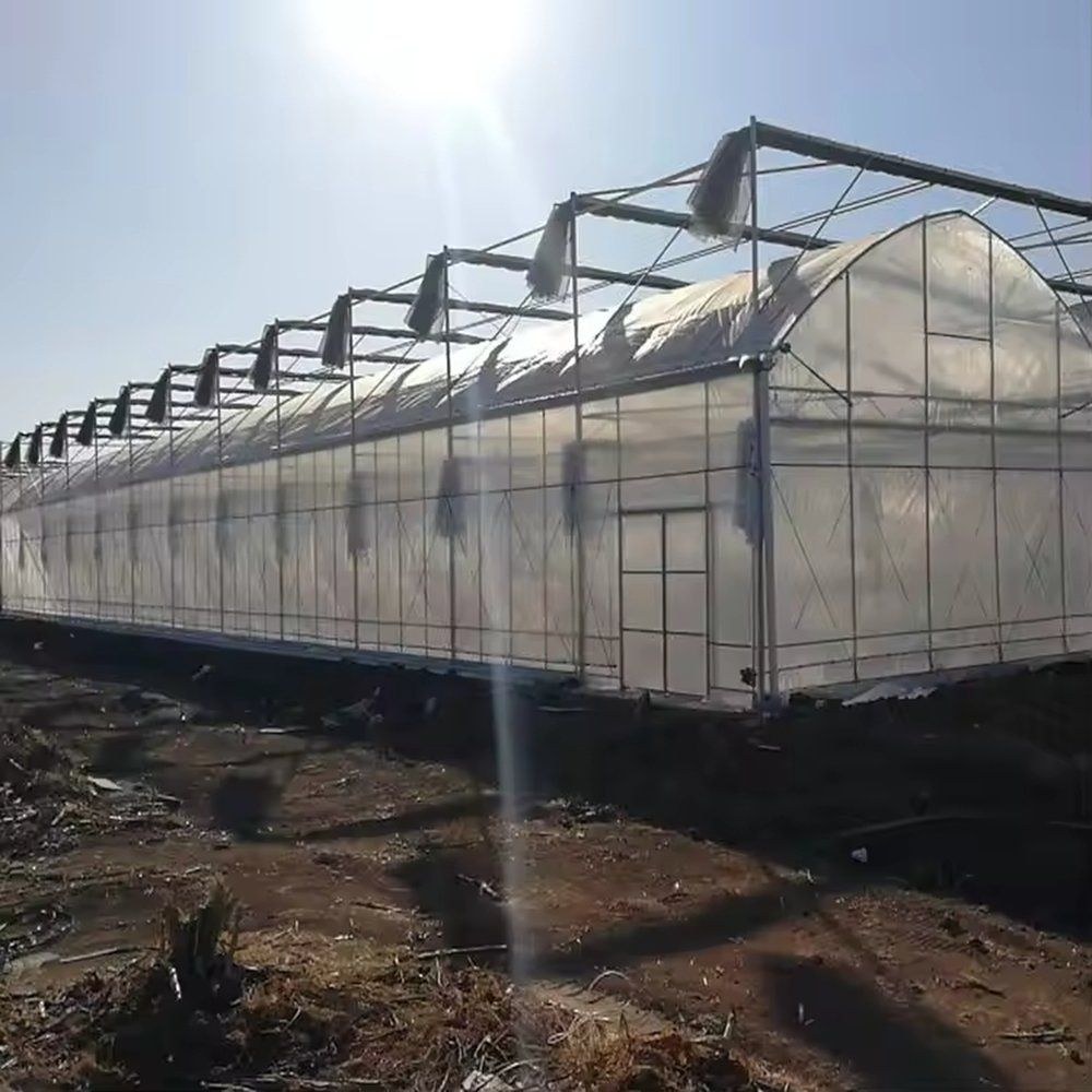 Film greenhouse in low evening light