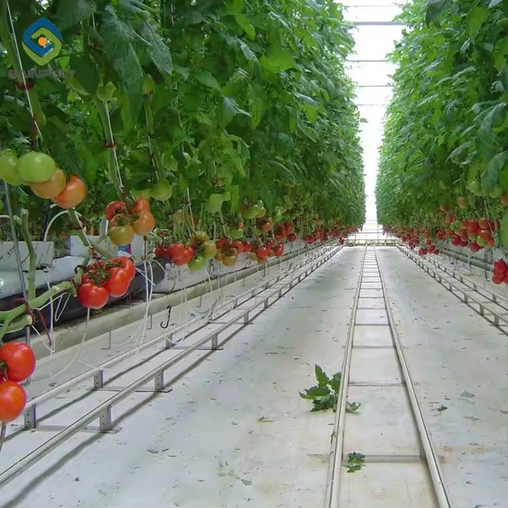 Tomato rows inside the greenhouse with a concrete aisle