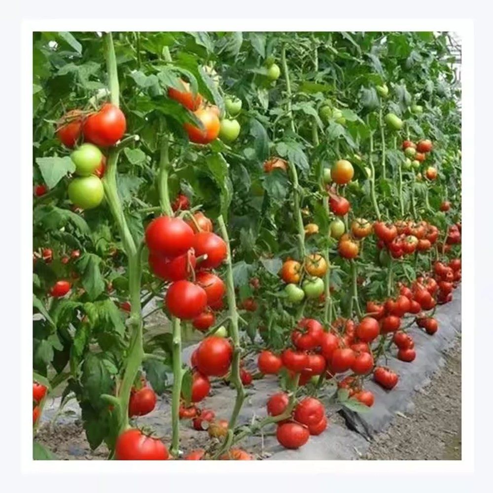 Tomato trusses ripening on the vine