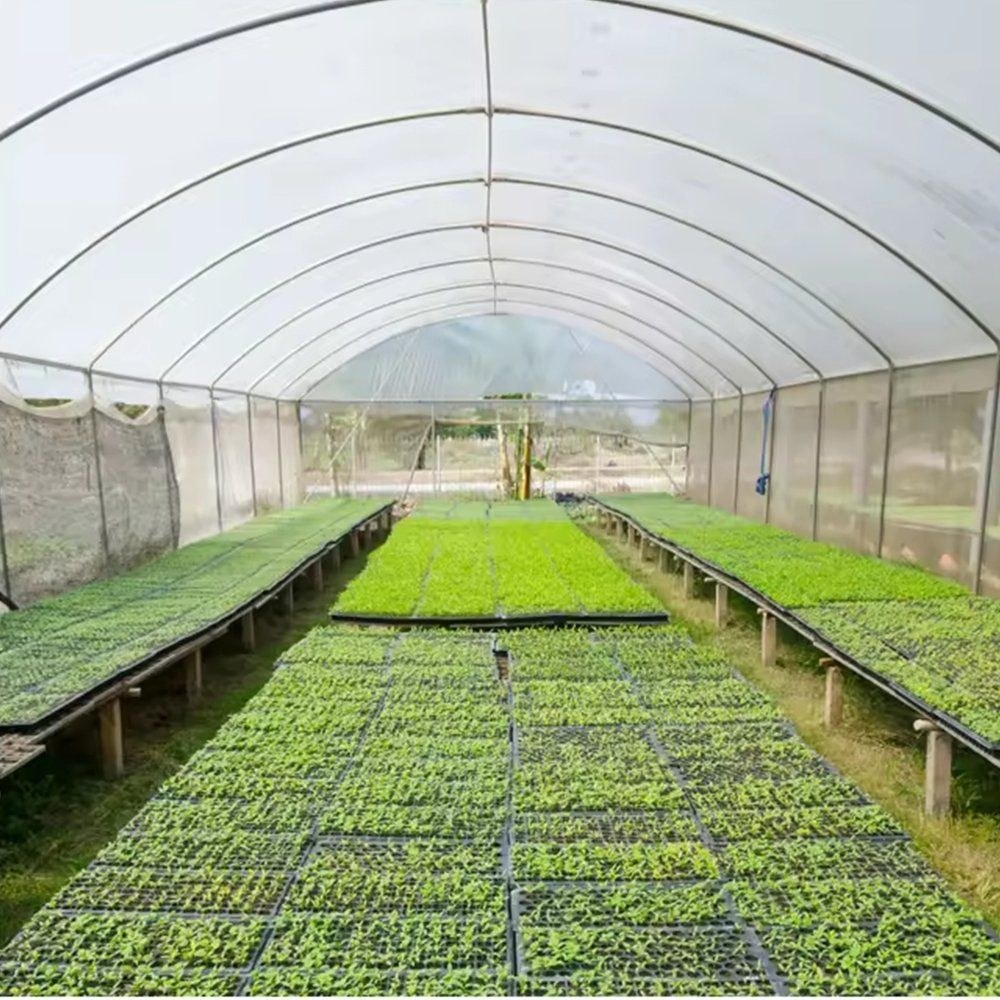 Seedling and growing beds inside a covered production house