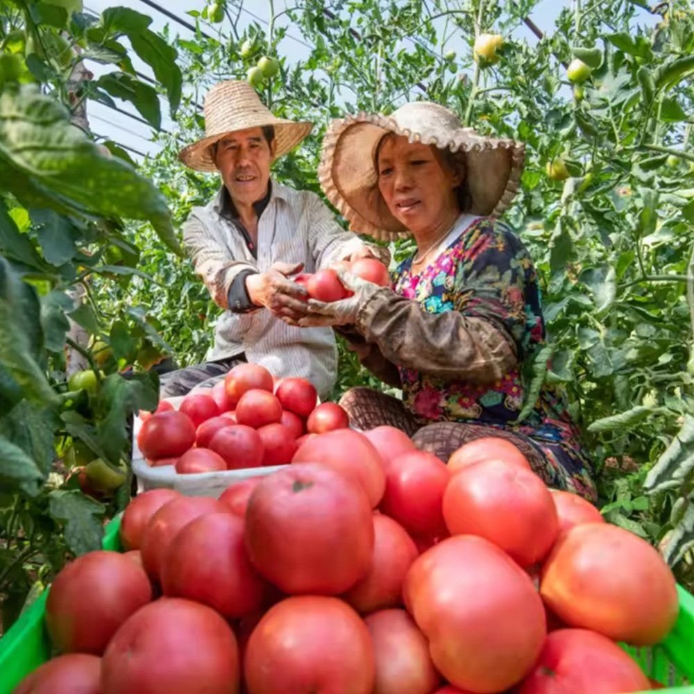 Growers holding freshly picked tomatoes from a commercial crop