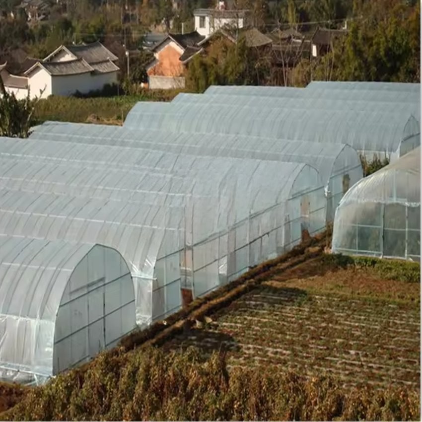 Row of single span film greenhouses forming a growing block