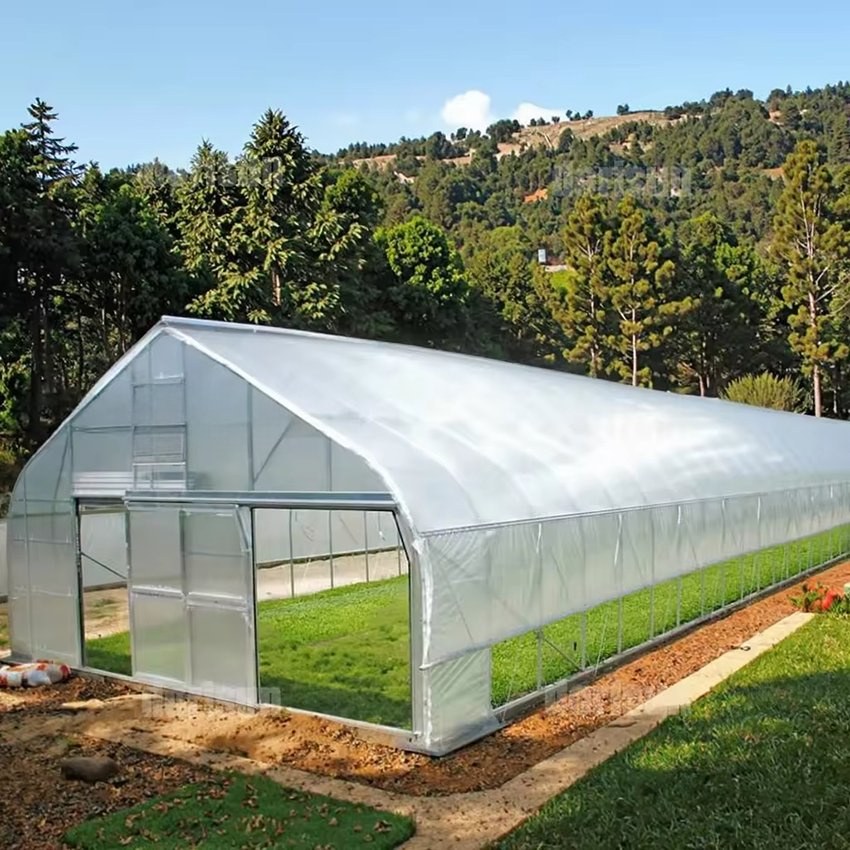 Arched film greenhouse with open sides standing beside a tree line