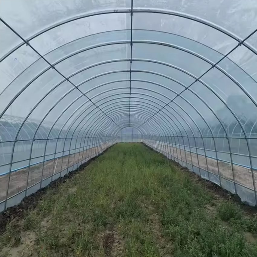 Interior view along the arches of a single span film greenhouse