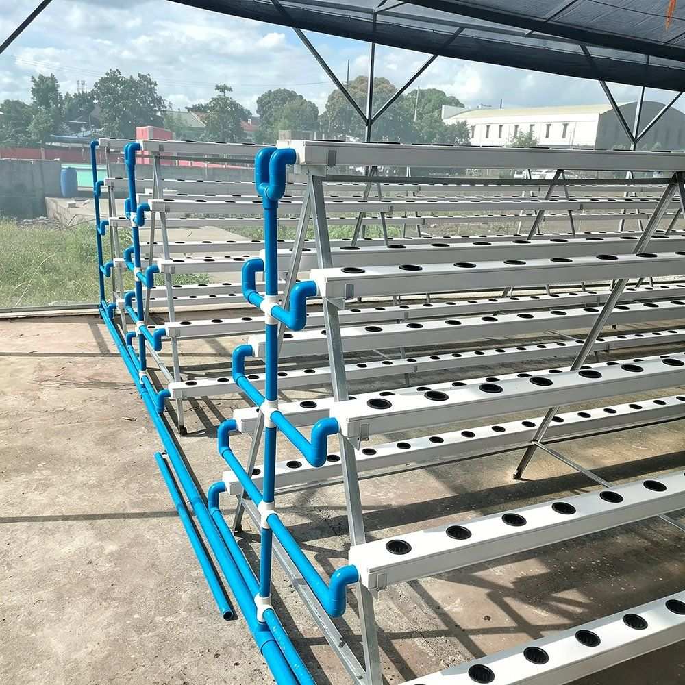 NFT gutters with a blue feed and return manifold in a greenhouse