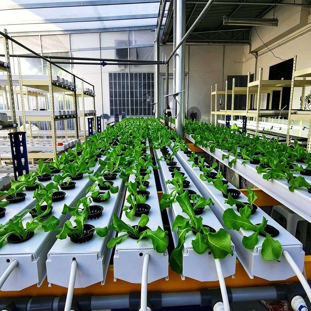 Young plants started on NFT gutters inside a tunnel greenhouse