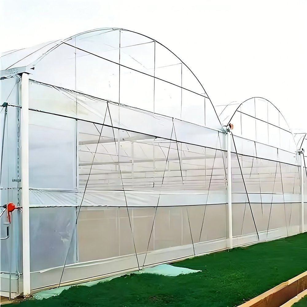 Single bay of a multi span greenhouse with a film cover and green crop