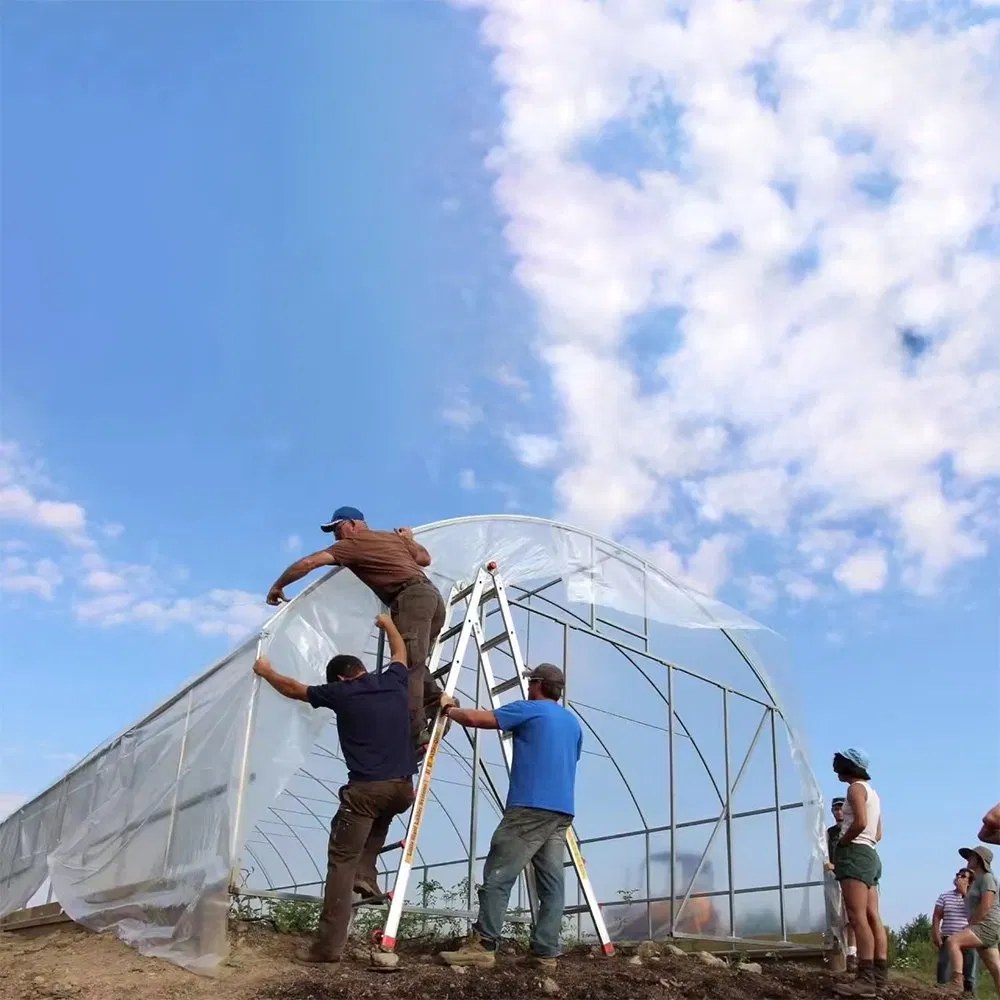 Workers fitting the film cover over galvanized hoops on a tunnel greenhouse