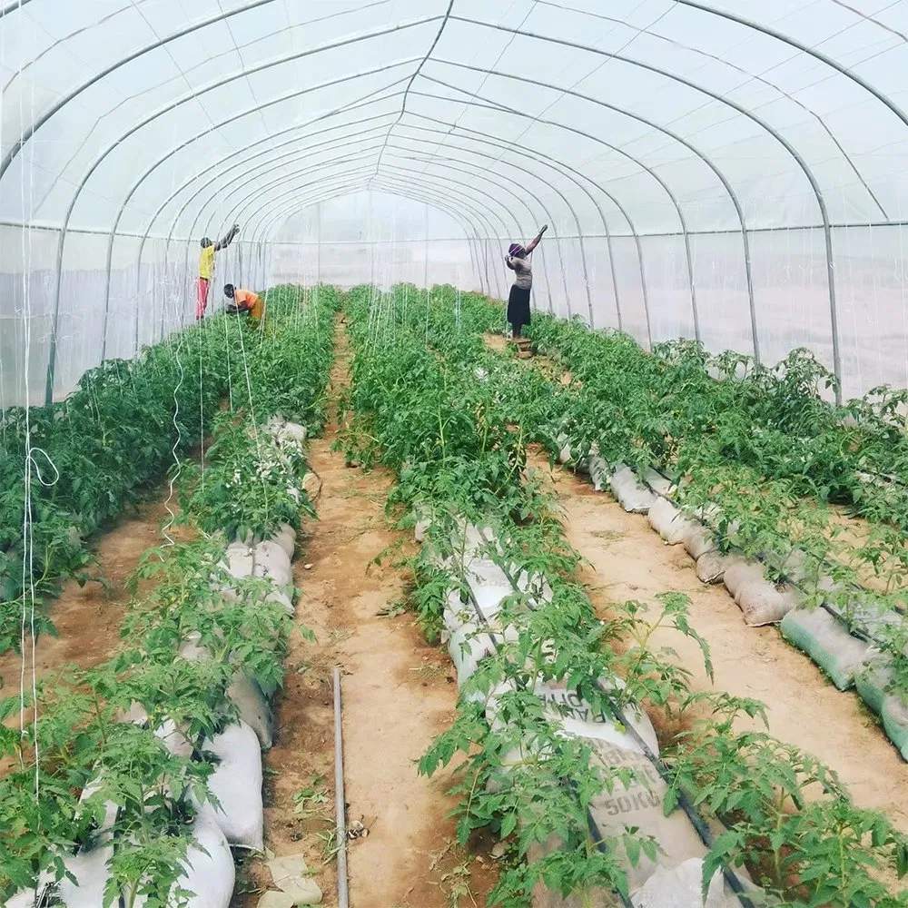 Tomato plants growing on beds inside a double film tunnel greenhouse