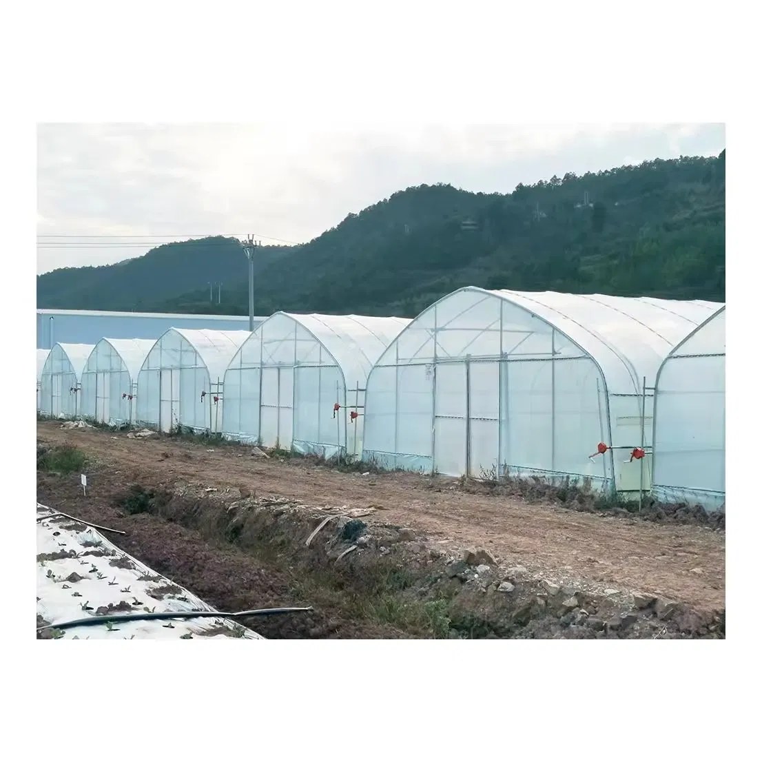 A row of film tunnel greenhouses at the foot of a hillside