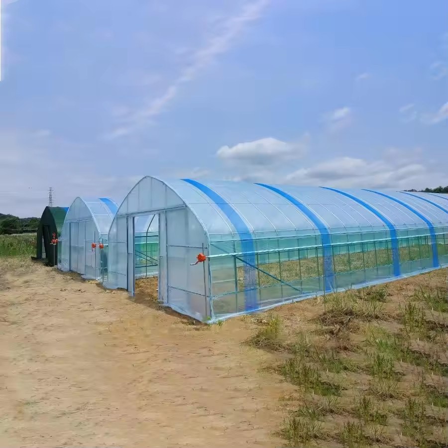 Two people walking beside a film covered tunnel greenhouse in a field