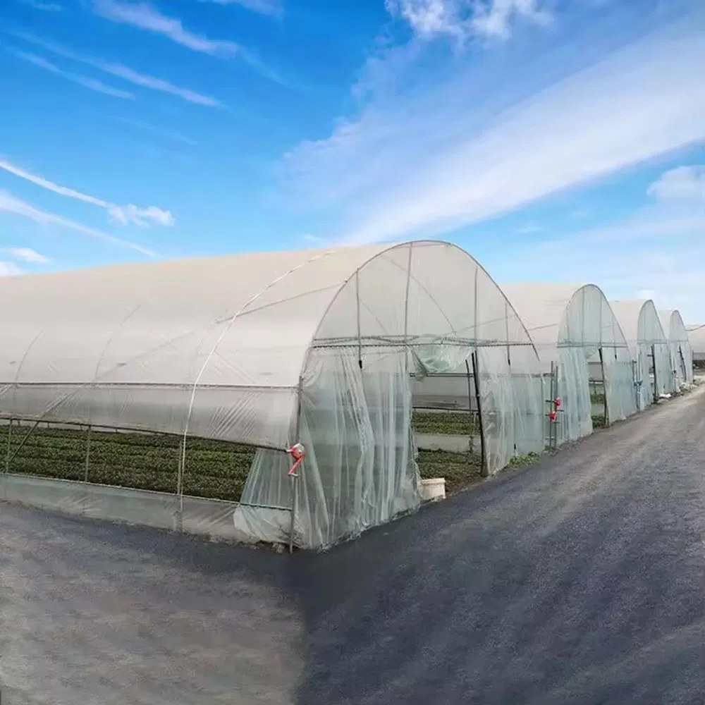 Single Span Film Tunnel Greenhouse for Nursery and Propagation
