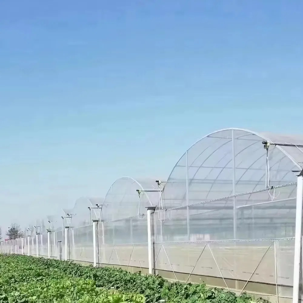Multi span film greenhouse with side vents open along the wall