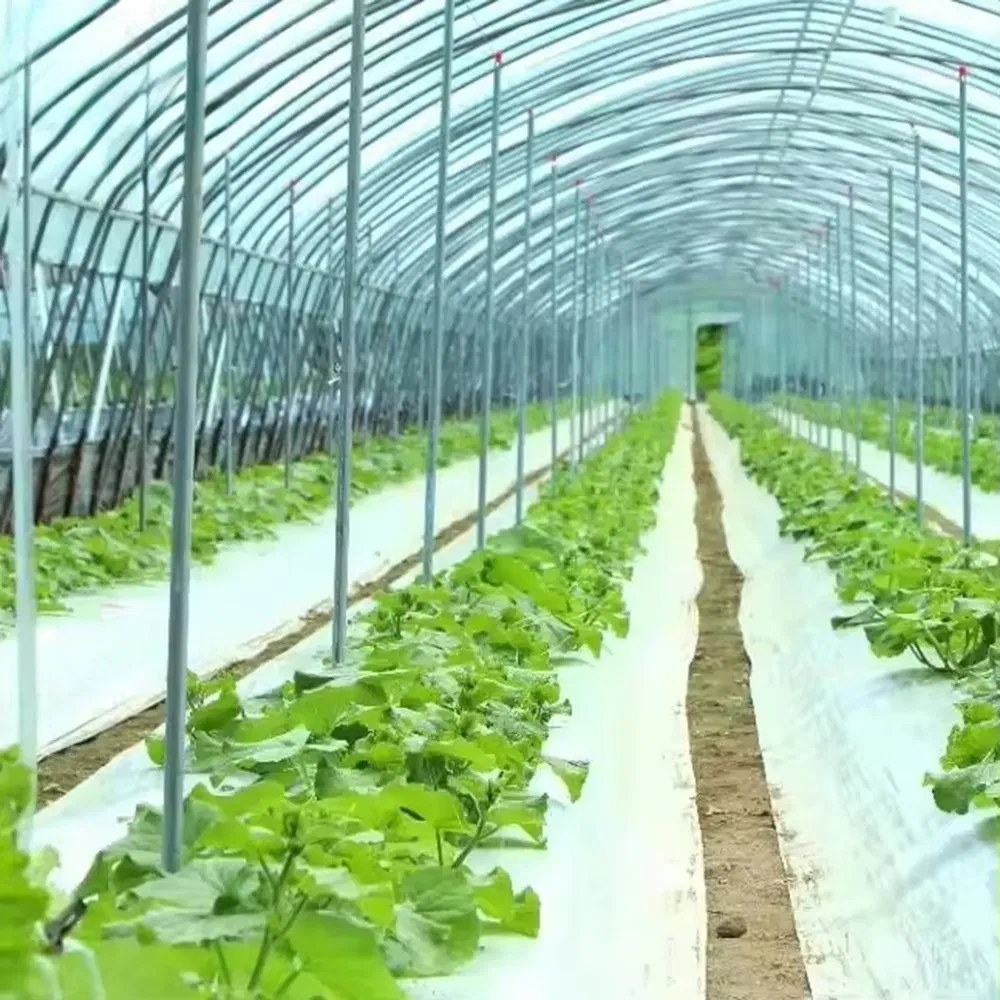 Cucumber plants growing on beds inside a film covered tunnel greenhouse