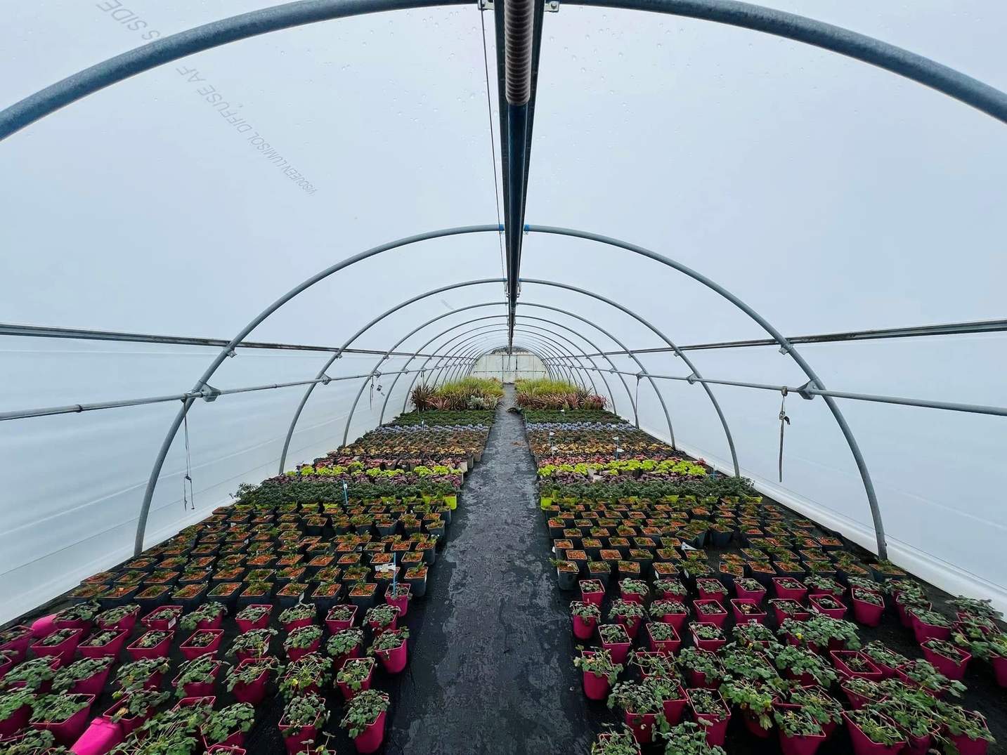 Rows of potted flowering plants inside a single span tunnel greenhouse