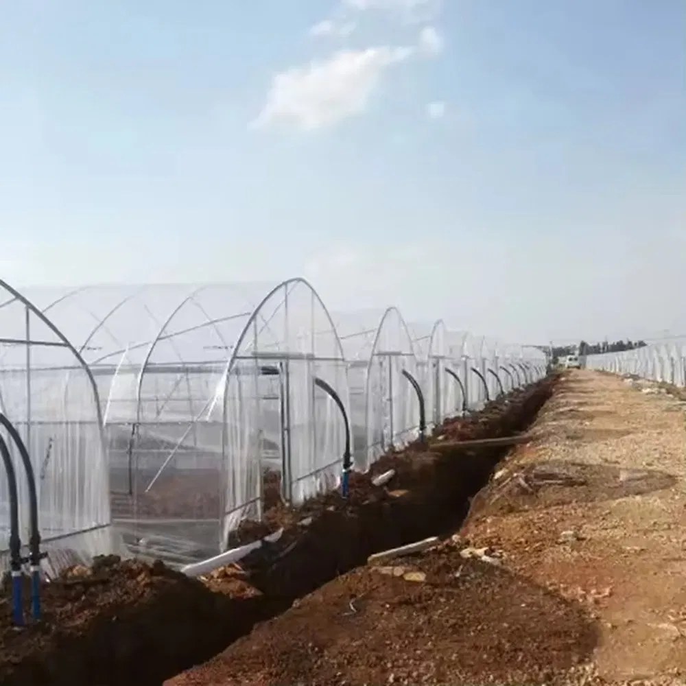 A row of small film tunnel greenhouses along a field boundary