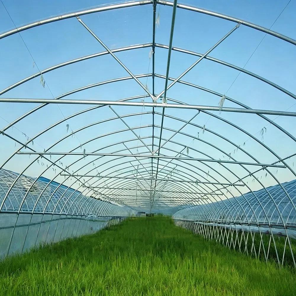 Long interior view of a nine metre span tunnel greenhouse with a grass floor