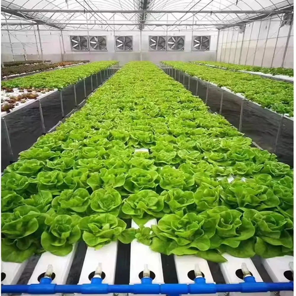 Leafy greens growing in beds inside a multi span film greenhouse
