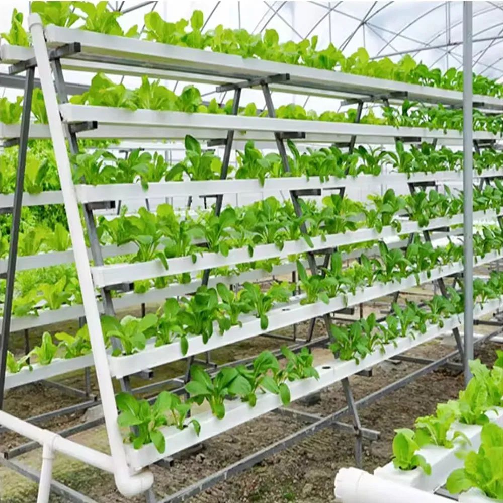 Multi tier hydroponic growing racks with lettuce under a greenhouse roof