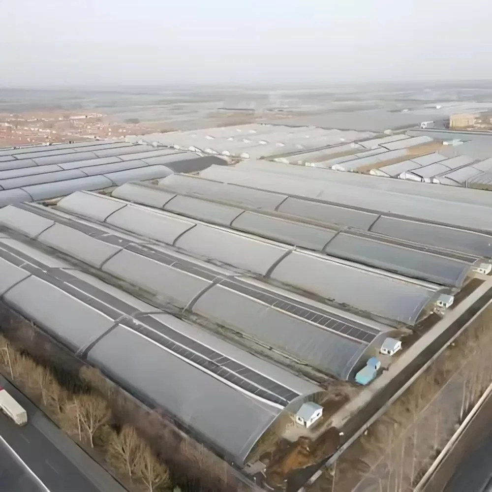 Rows of film greenhouses laid out across an open site
