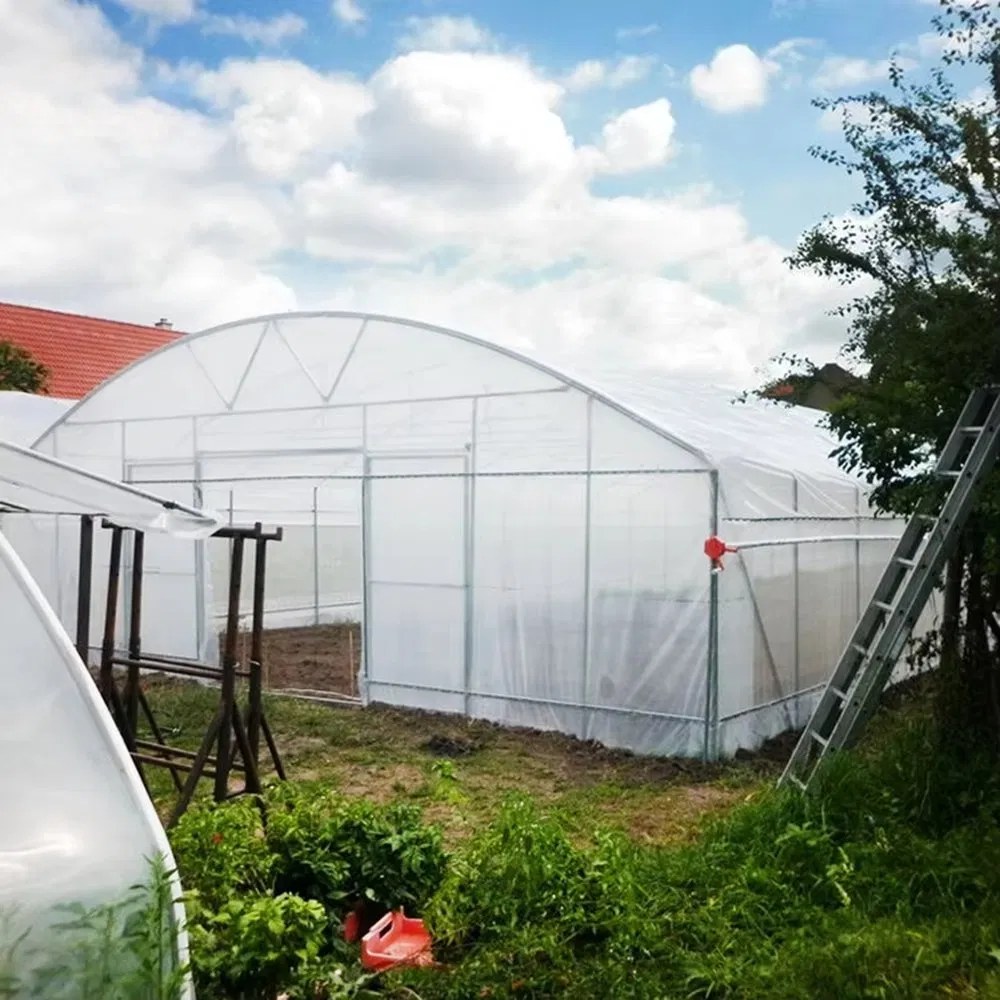 Low Cost Film Tunnel Greenhouse 6-12 m for Flower and Horticulture