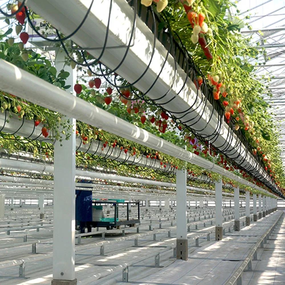 Strawberry plants growing in hanging gutters inside a glass greenhouse