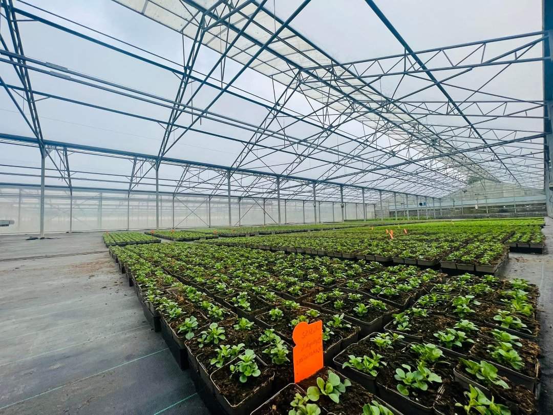Seedling trays on benches inside a gothic arch steel frame greenhouse