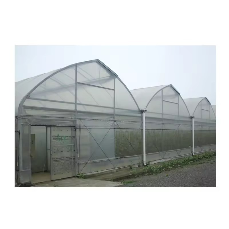 Gothic Arch Steel Frame Greenhouse for Tomato and Strawberry Growing