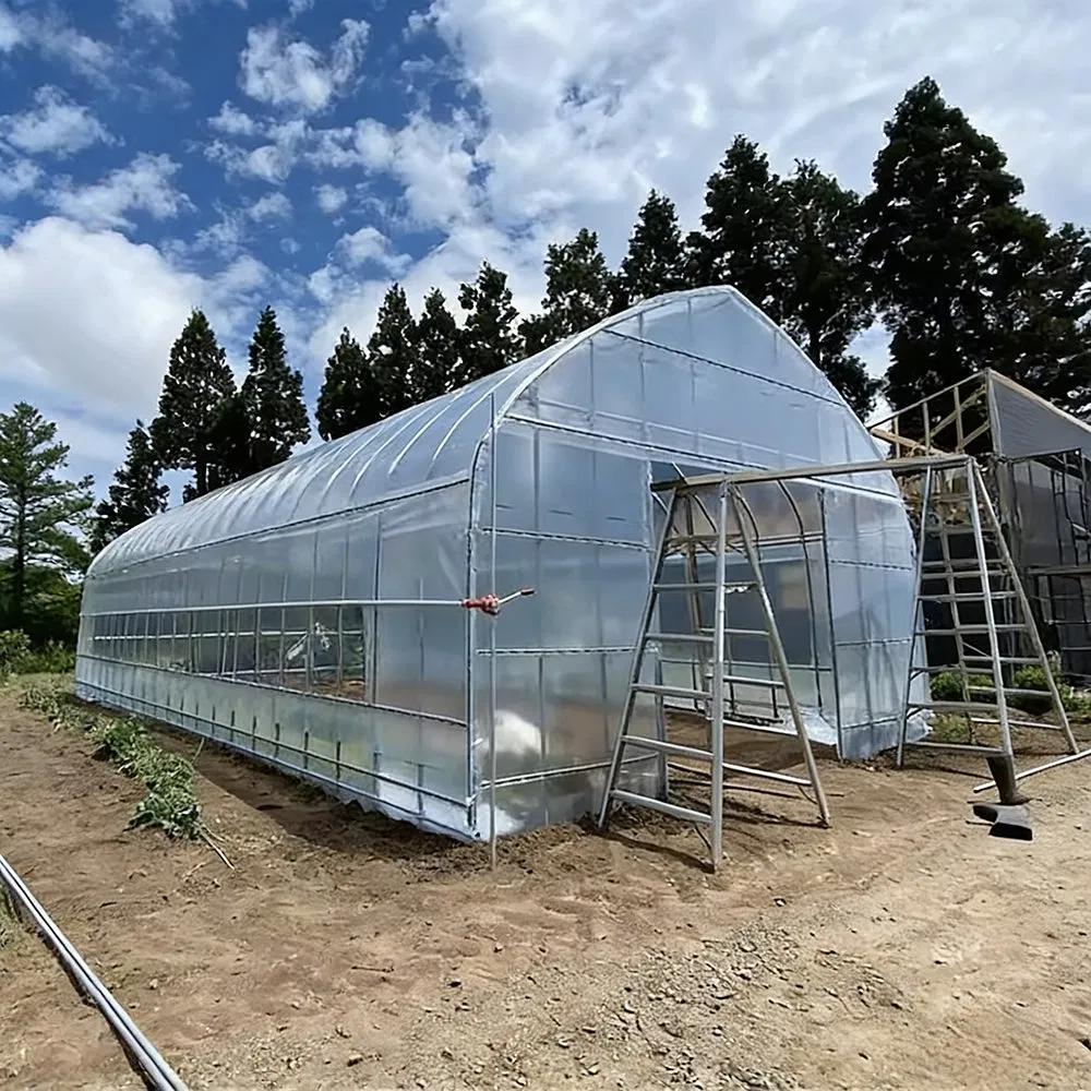 Side view of a gothic arch tunnel greenhouse with film cover and access ladder