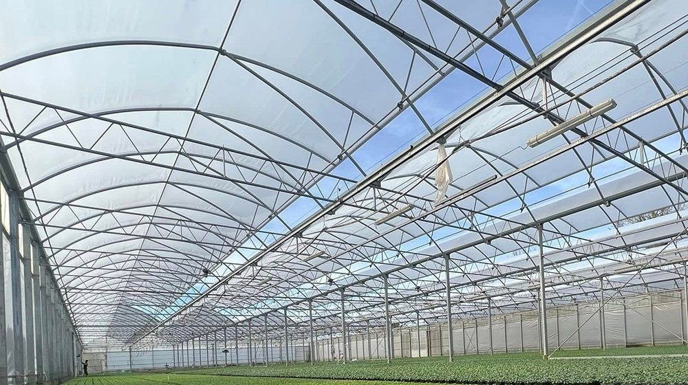 Long interior view of a commercial tunnel greenhouse with seedling beds under the frame