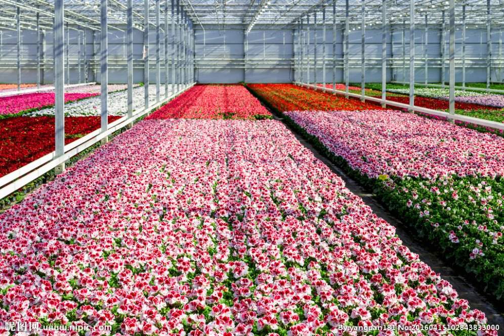 Rose beds growing in rows inside a multi span glass house
