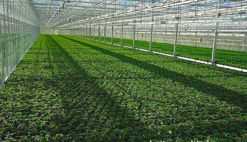 Rows of green crops growing inside a glass greenhouse