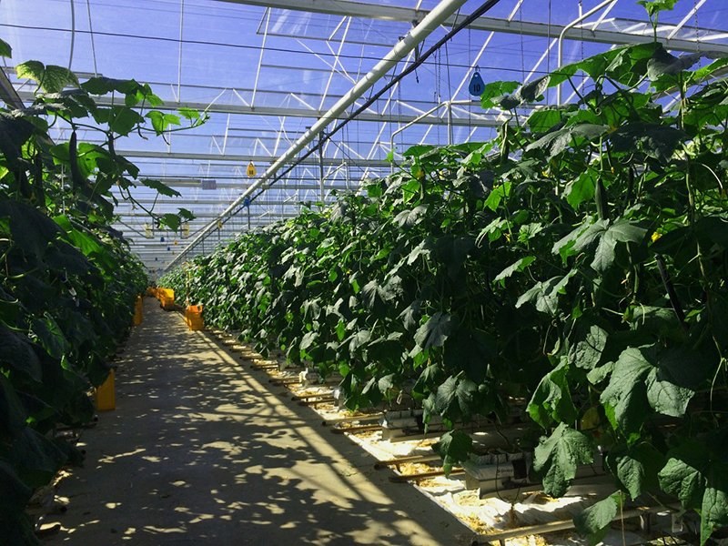 Tall tomato plants growing under a glass greenhouse roof