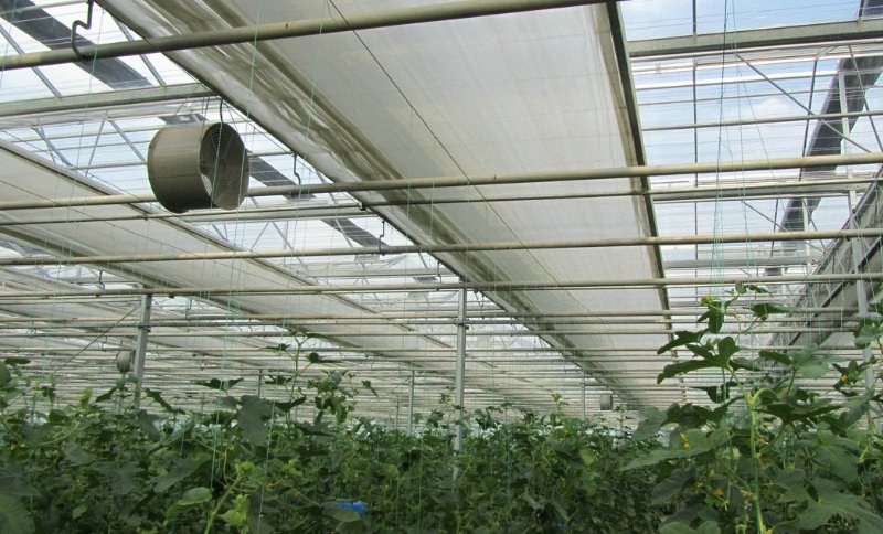 Roof vents and circulation fans under a glass greenhouse ridge