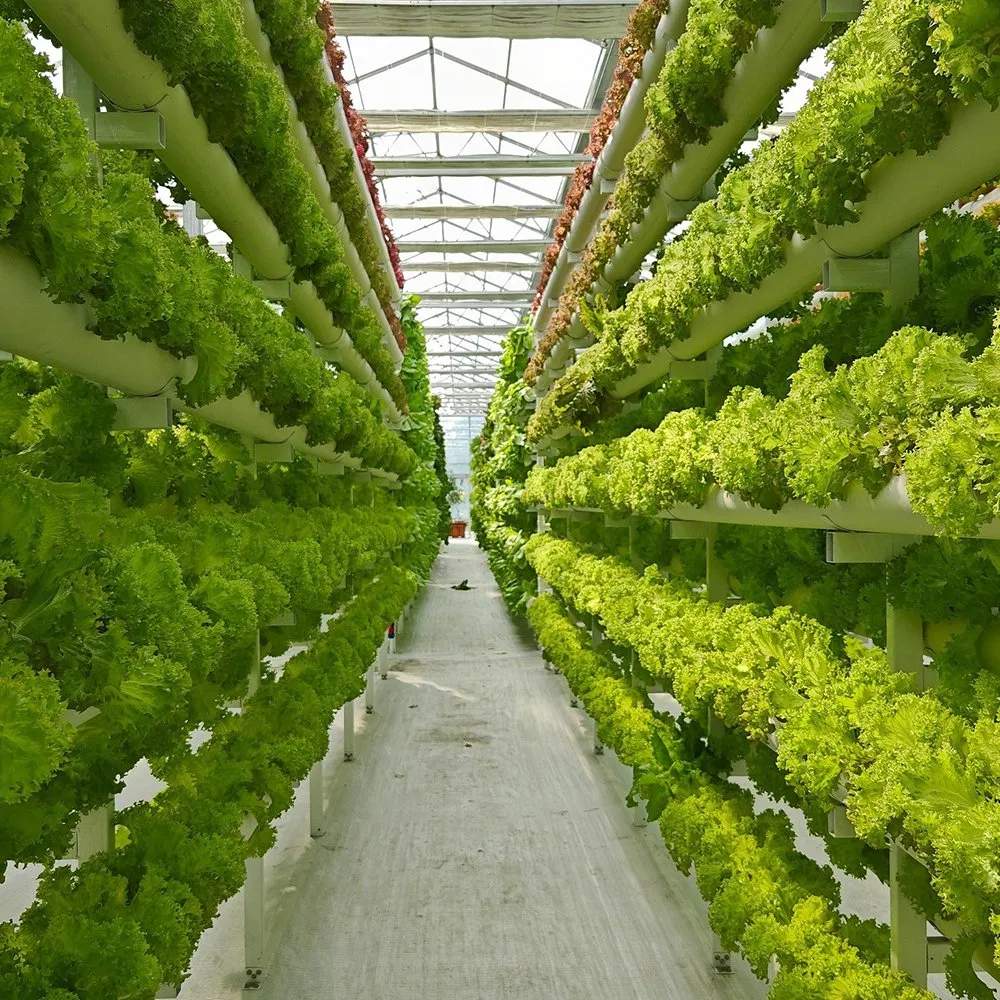 Vertical hydroponic towers inside a glass greenhouse used for salad crops