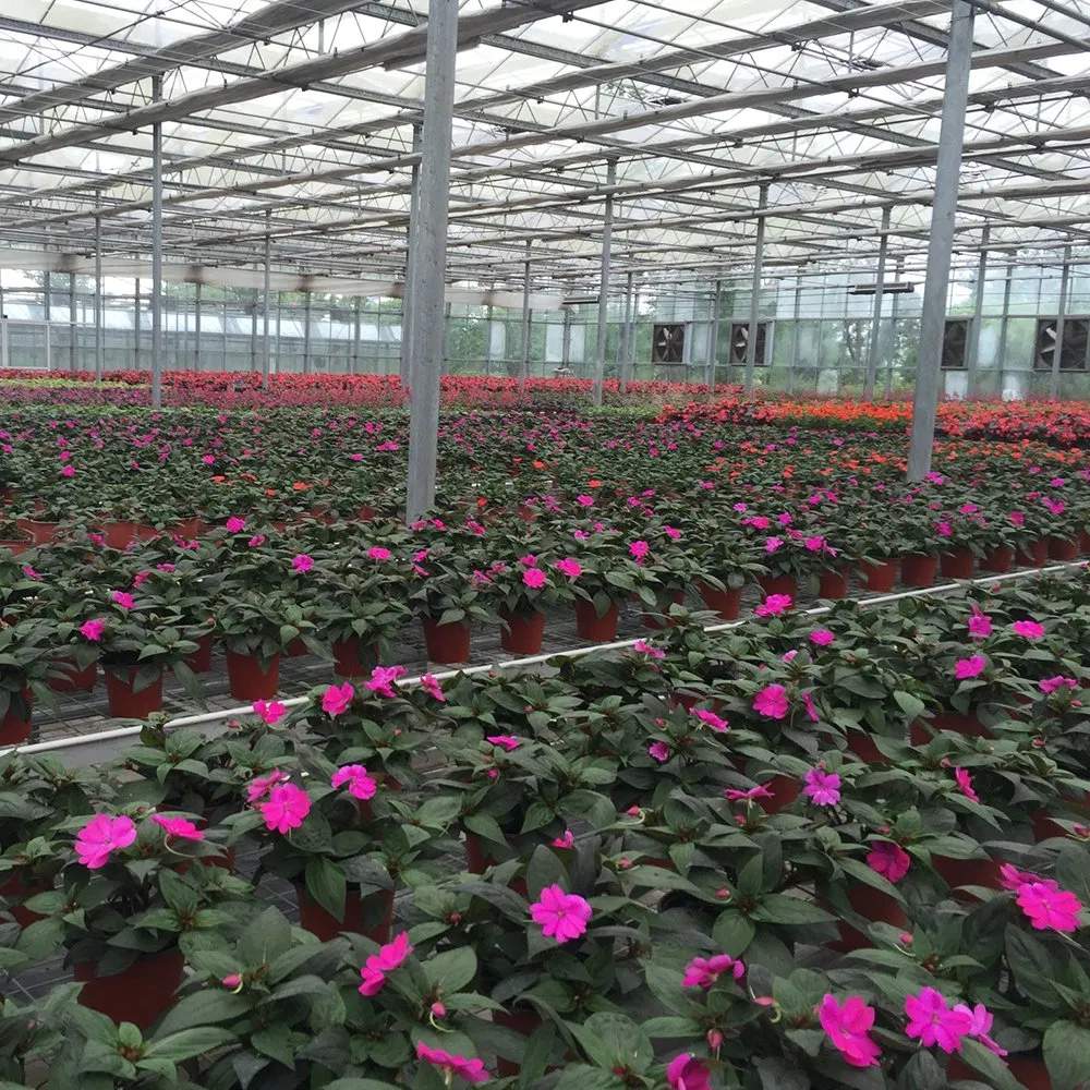Potted petunias in full flower displayed inside a glass greenhouse
