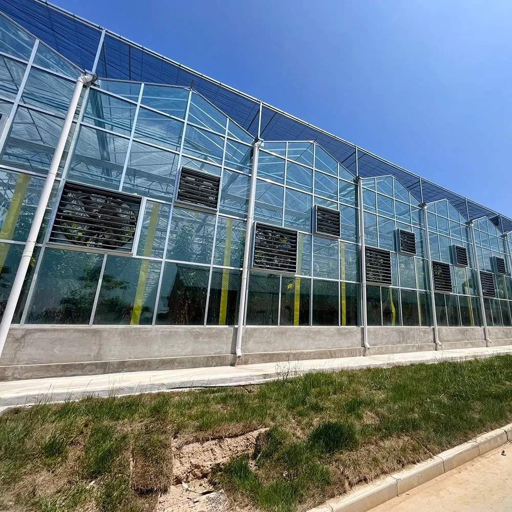 Custom Glass Greenhouse for Cut Flower and Pot Plant Plantations