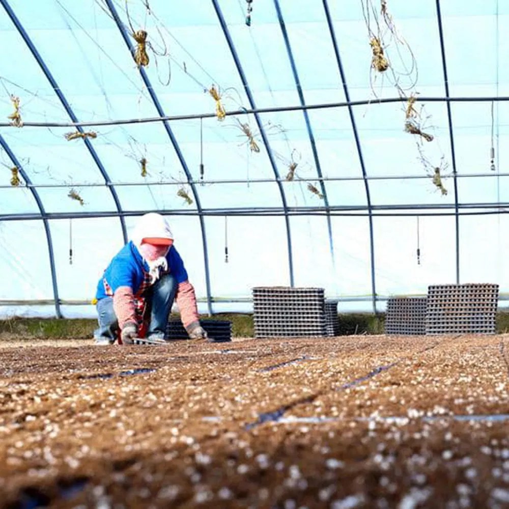 Seed trays and young plants on benches inside a glass greenhouse