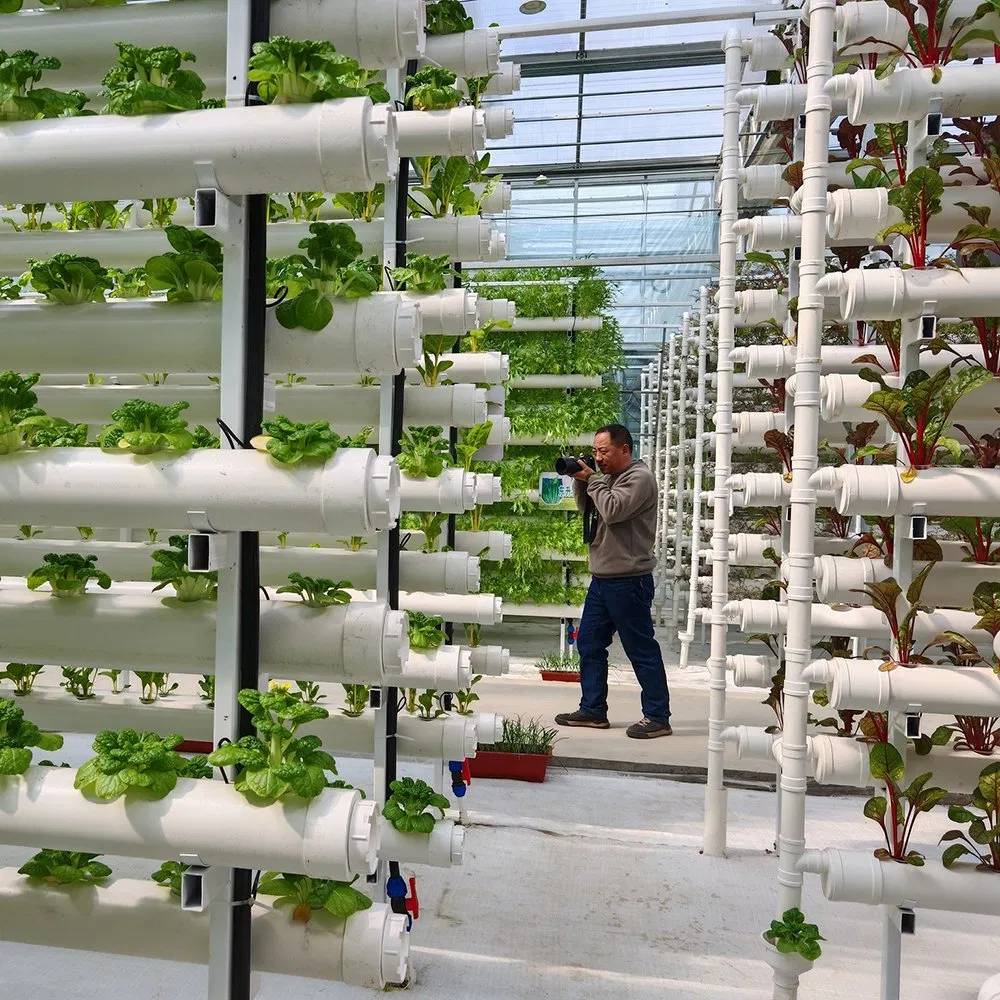 Vertical hydroponic growing towers installed inside a glass greenhouse