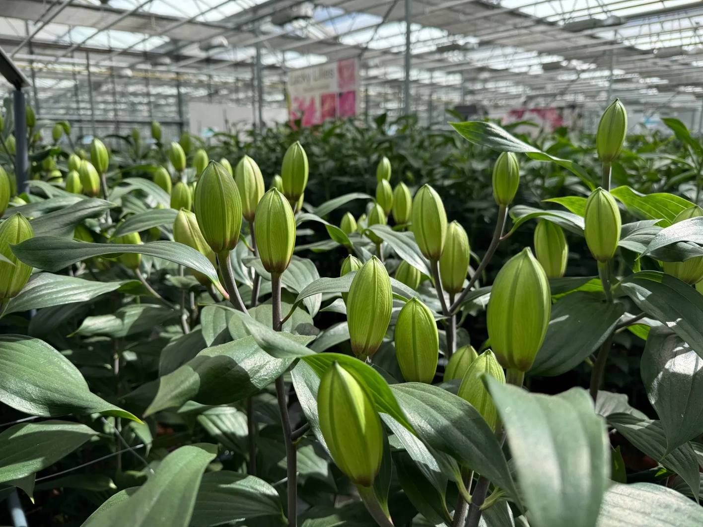 Lily buds at the green stage in rows inside a glass greenhouse