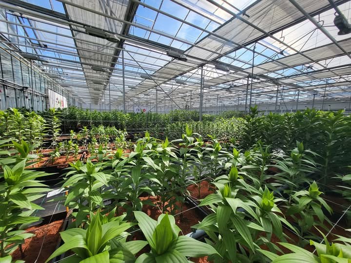 Young pot plants on benches inside a tempered glass flower greenhouse
