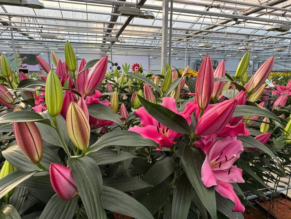 Tempered Glass UV Resistant Flower Greenhouse for Year Round Blooms