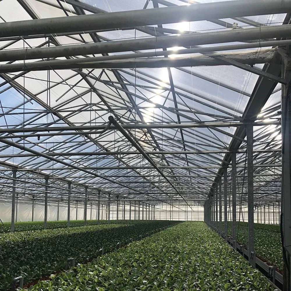 High steel structure and glazing bars seen from inside a glass greenhouse