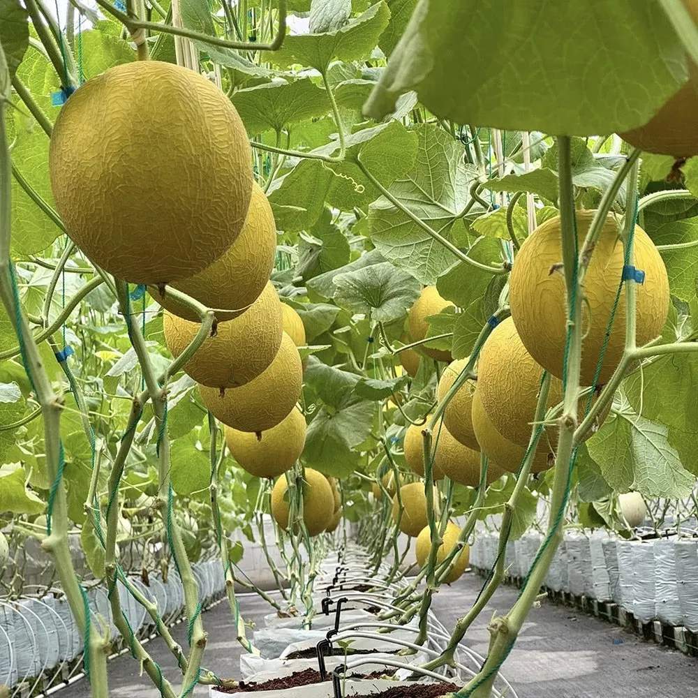 Melon crop trained on strings inside a glass greenhouse